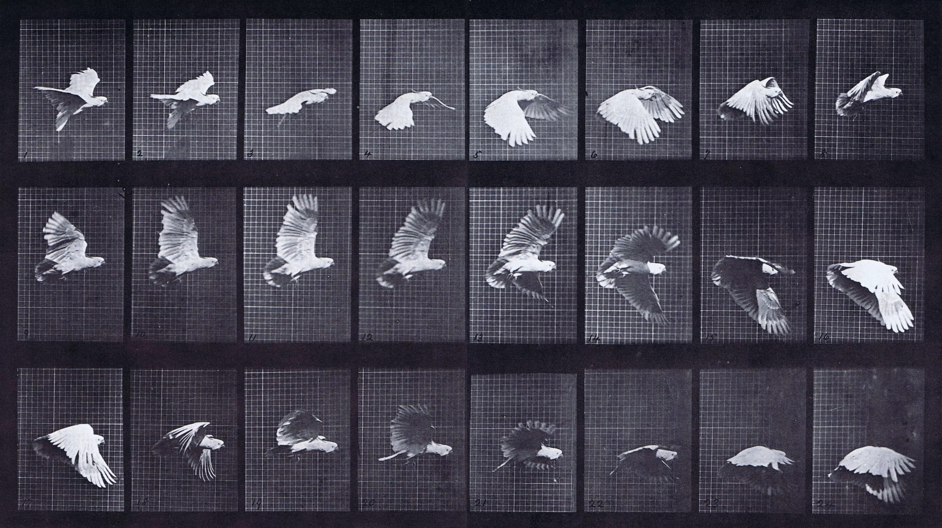 Мейбридж. Eadweard Muybridge Cockatoo. Покадровая анимация полета птицы. Раскадровка полета птицы. Методы полет птицы