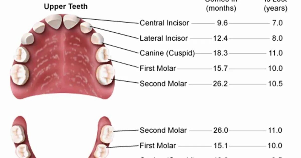 Почему меняются зубы. Схема молочных зубов выпадения молочных. Порядок выпадения молочных зубов у детей схема. Схема выпадения коренных зубов у детей. Во сколько выпадают клыки у детей молочные.