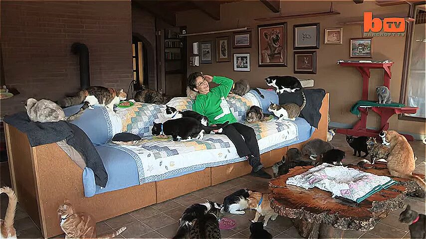 Девушка среди кошек. Линеа латтанцио. Цубаса ханэкава кошка косплей. Девочка маугли в подмосковье. Кафе с кошками.