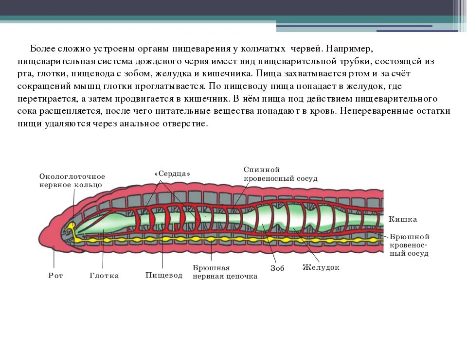 Кольчатые черви строение. Пищеварительная система кольчатого червя. Отделы пищеварительной системы кольчатых червей. Кольчатые черви внутреннее строение.