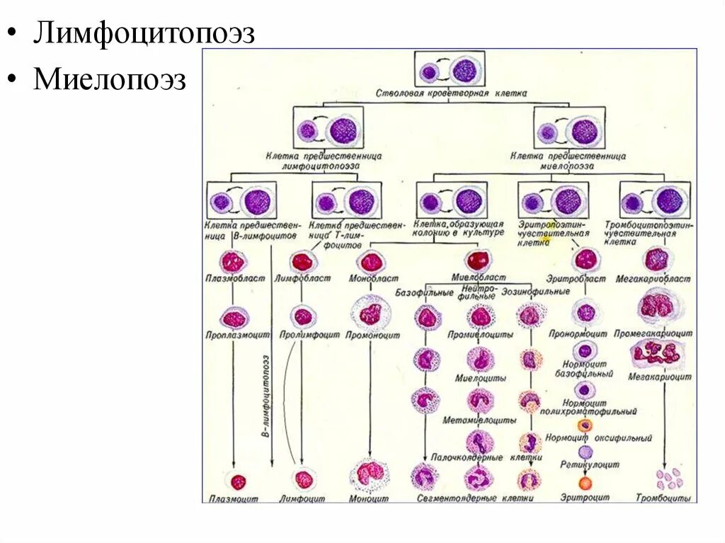 Клетки гемопоэза. Схема кроветворения и.л.Чертков а.и.воробьёв. Кровь схема кроветворения по и.л Черткову а.и Воробьеву. Схема кроветворения Афанасьев. Схема кроветворения Чертков Воробьев.