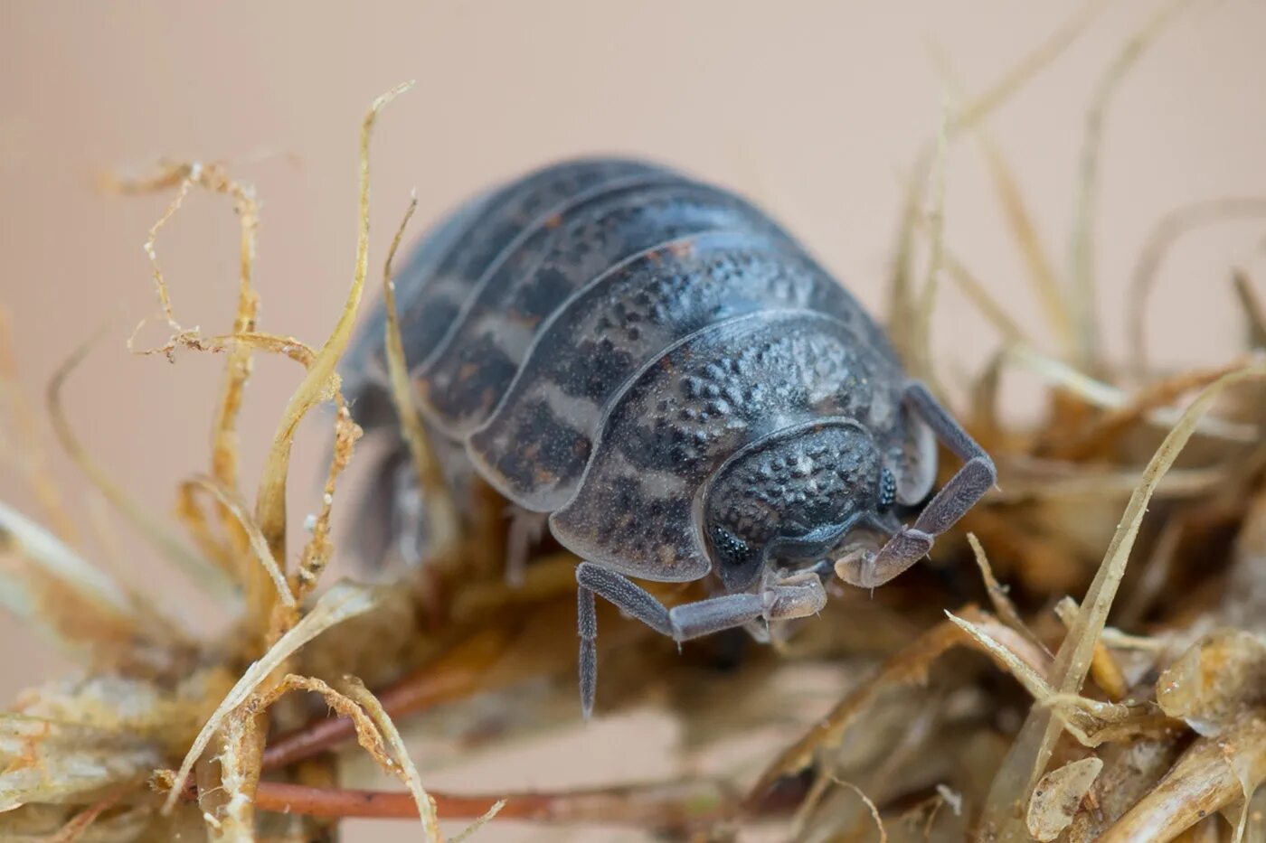 Какие среды освоили жуки. Trachelipus rathkei. Мокрица ракообразное. Мокрица Trachelipus monstarensis. Таракан мокрица.