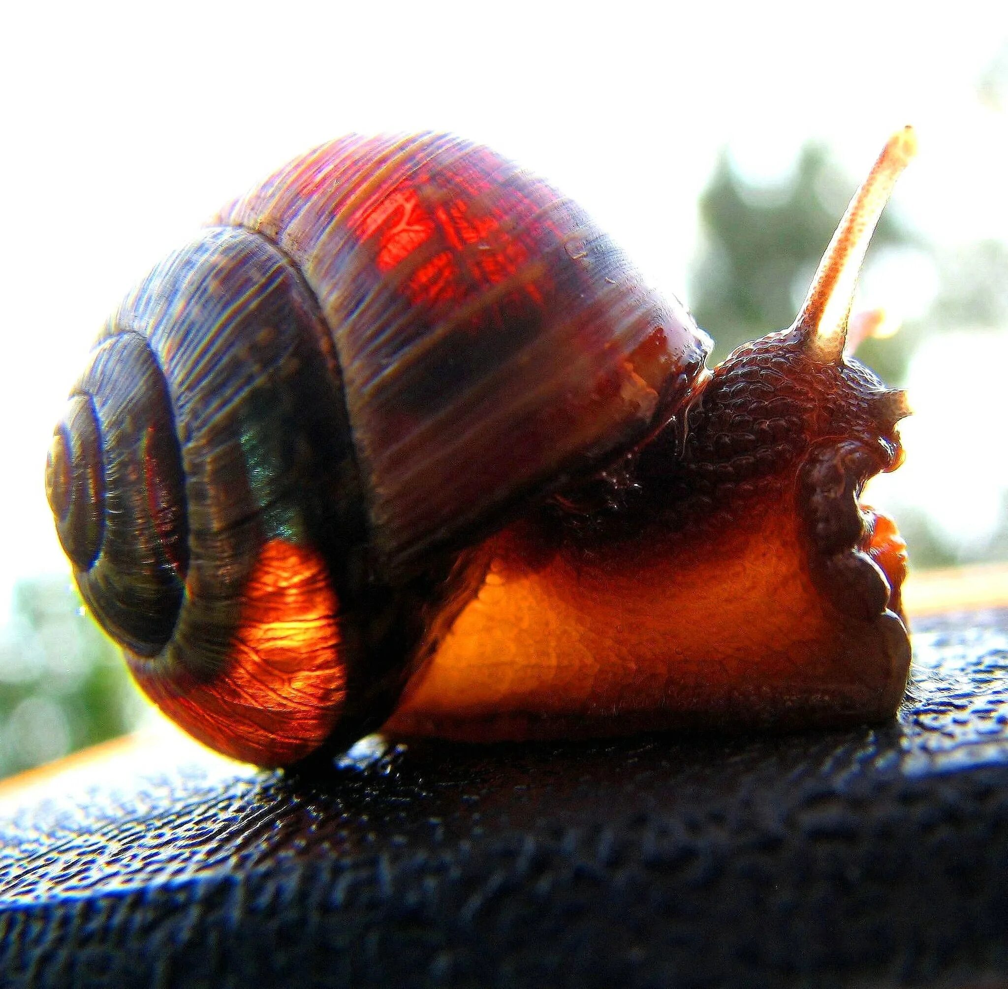 Улитку дальше. Морская улитка Hinea brasiliana. Helix aspersa Muller улитка. Брюхоногий моллюск Bullina lineata. Улитка биомфолария.