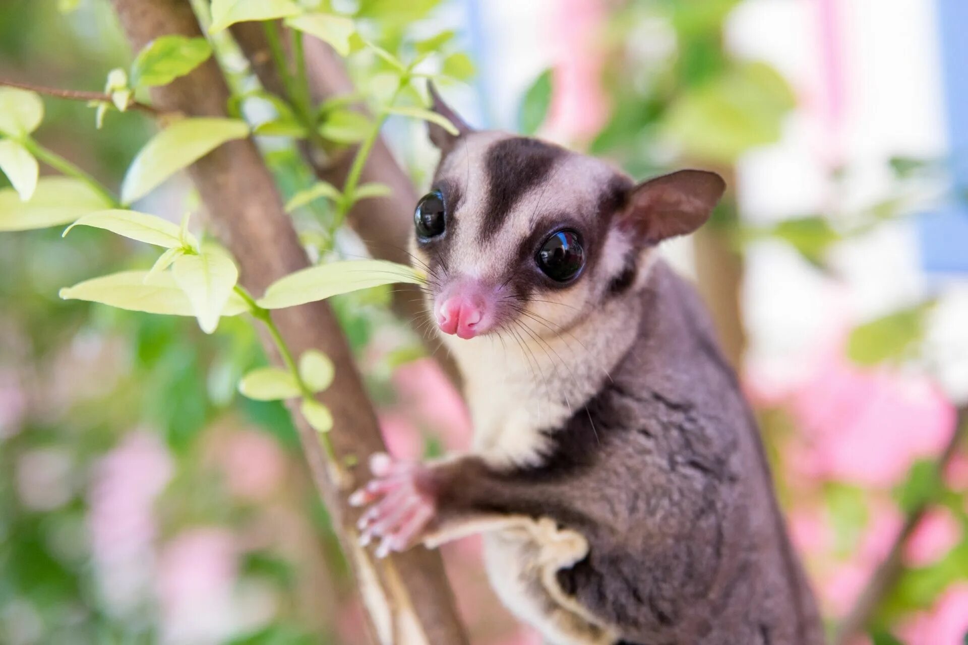 Sugar glider. Сахарная сумчатая летяга белая. Sugar glider. Сахарный поссум. Белка летяга сахарный поссум.