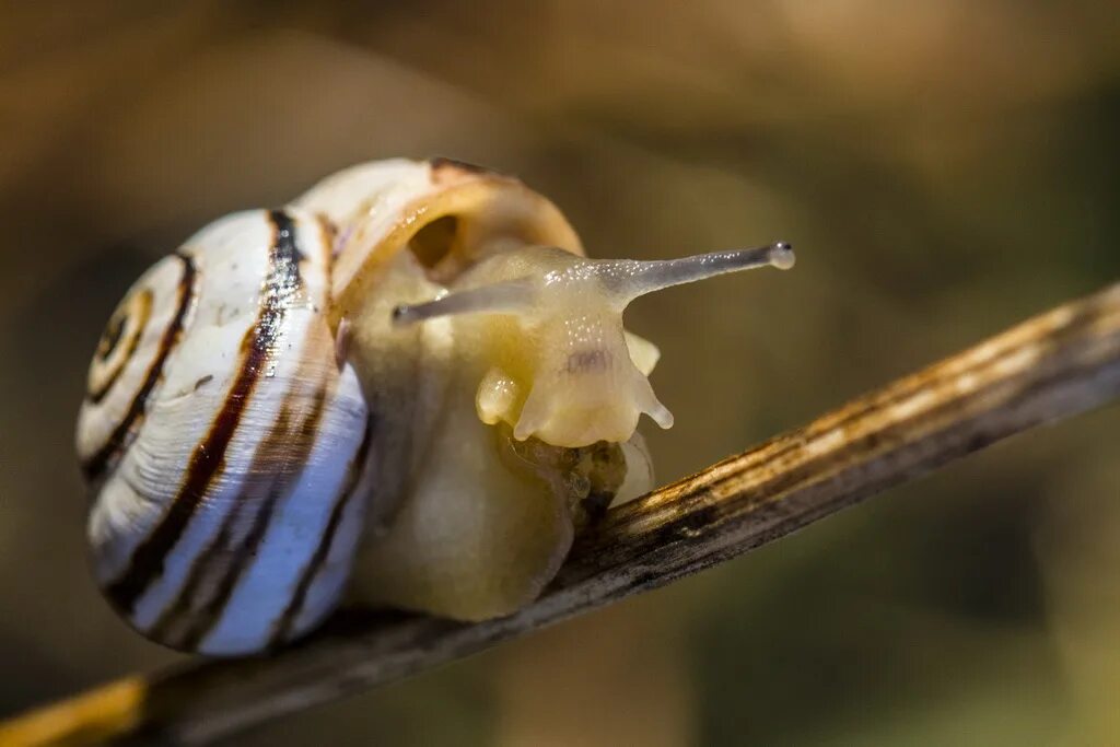 Моллюски виноградная улитка. Поудовтк одвкноаенный. Виноградная улитка альбинос. Брюхоногие обитают. Характеристика брюхоногих моллюски биология 7 класс.