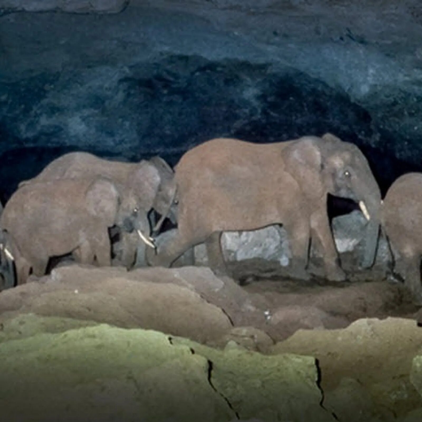 Пещера КИТУМ. Пещера КИТУМ Кения. Слоны в пещере. Слоновья пещера.