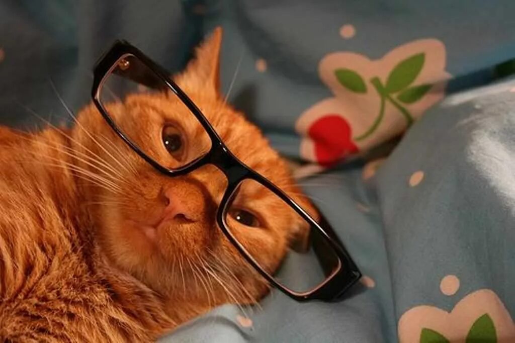 крутой кот. рыжий котик в очках. рыжий котик в очках. рыжий кот в очках. рыжая кошка в очках.