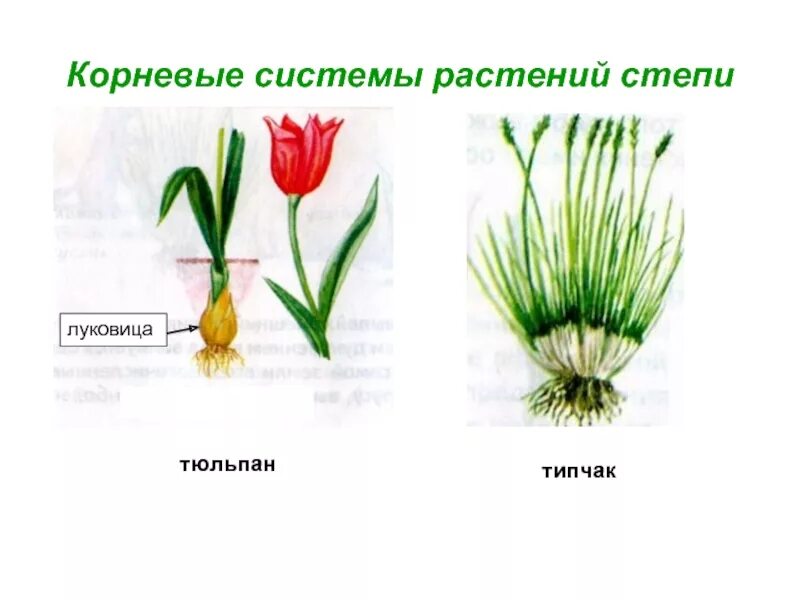 Луковичные растения степи. Корневая система степных растений. Тип корневой системы у тюльпана. Растения с луковицей в степи.