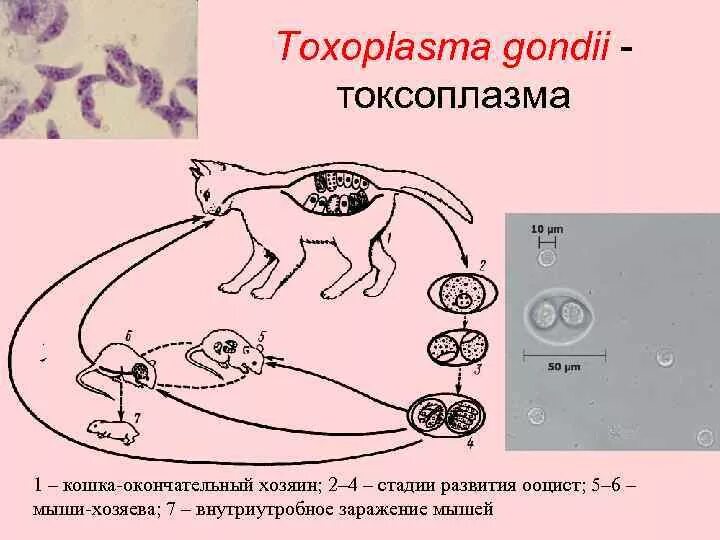 Можно ли считать человека окончательным хозяином малярийного