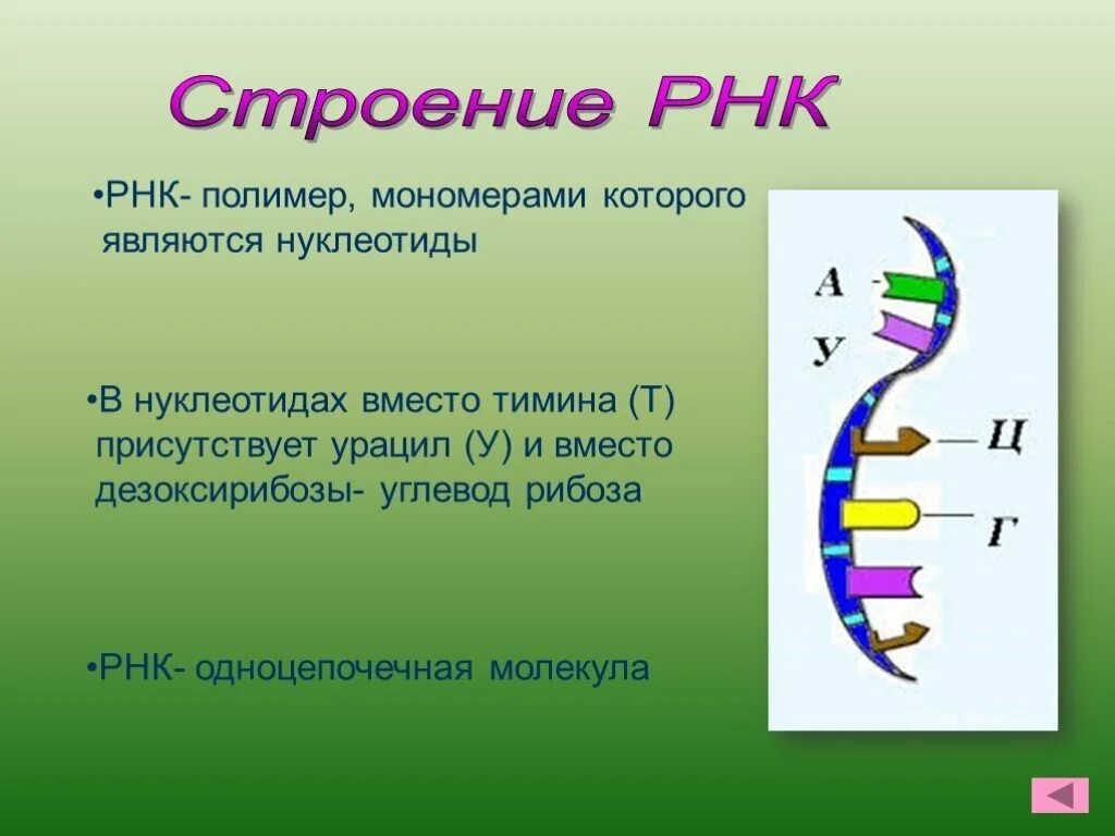 Вычисли угол рнк. Строение РНК биология 10 класс. РНК структура молекулы РНК. Строение молекулы РНК. Строение молекулы РНК биология.