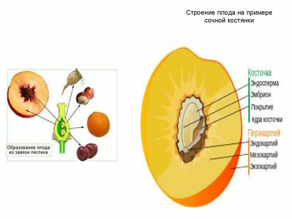 Строение плода покрытосеменных растений. Строение плода 6 класс биология. Строение плода персика схема. Строение плодов растений.