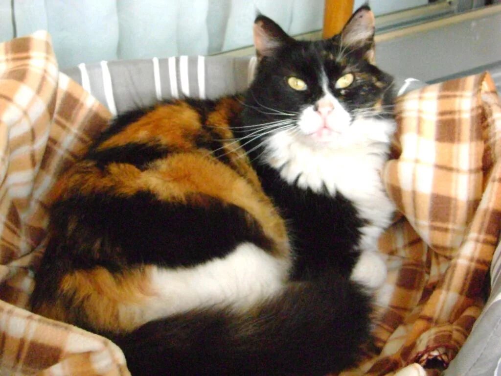 Пол трехцветного котенка. Порода Калико. Британская короткошёрстная кошка трехцветная. Окрас Калико. Британская кошка Калико.