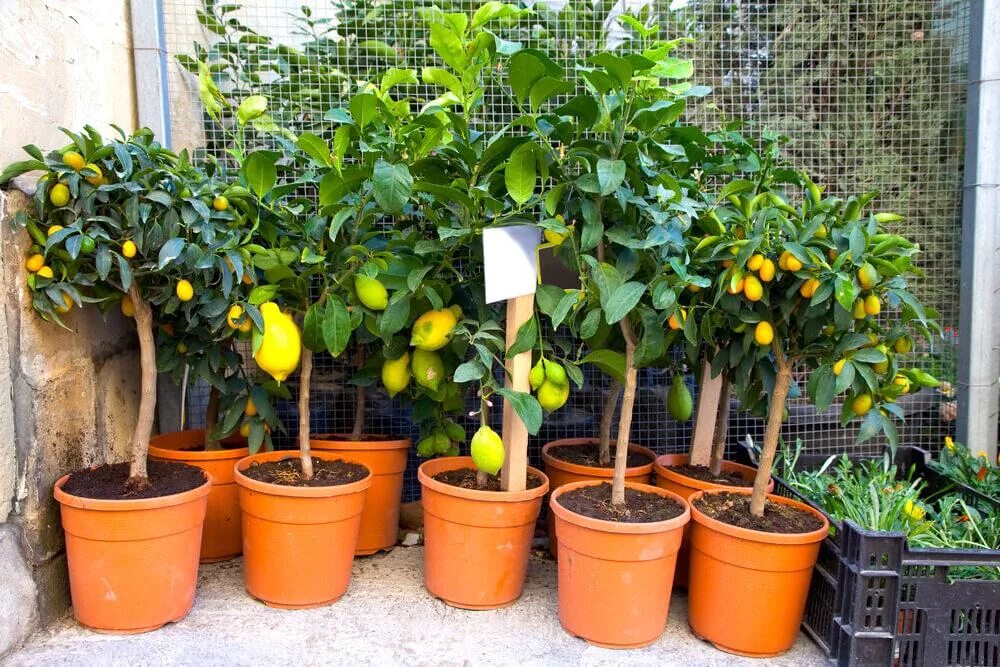 Дерево лимона и мандарина. Цитрус (комнатное растение) лимон мейера. Лимонное дерево в интерьере квартиры. Lemon tree (лимонное дерево). Лимон в квартире.