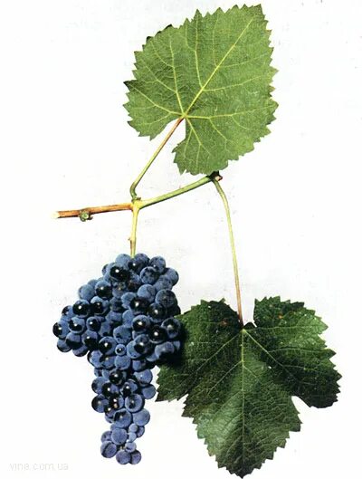 Grape 2