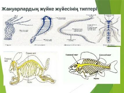 Егде жастағы ерлі-зайыптылар камерада жыныстық қатынасқа түседі