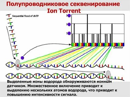 Ngs секвенирования