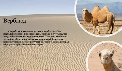 Пересказ по окружающему миру 4 класс пустыня