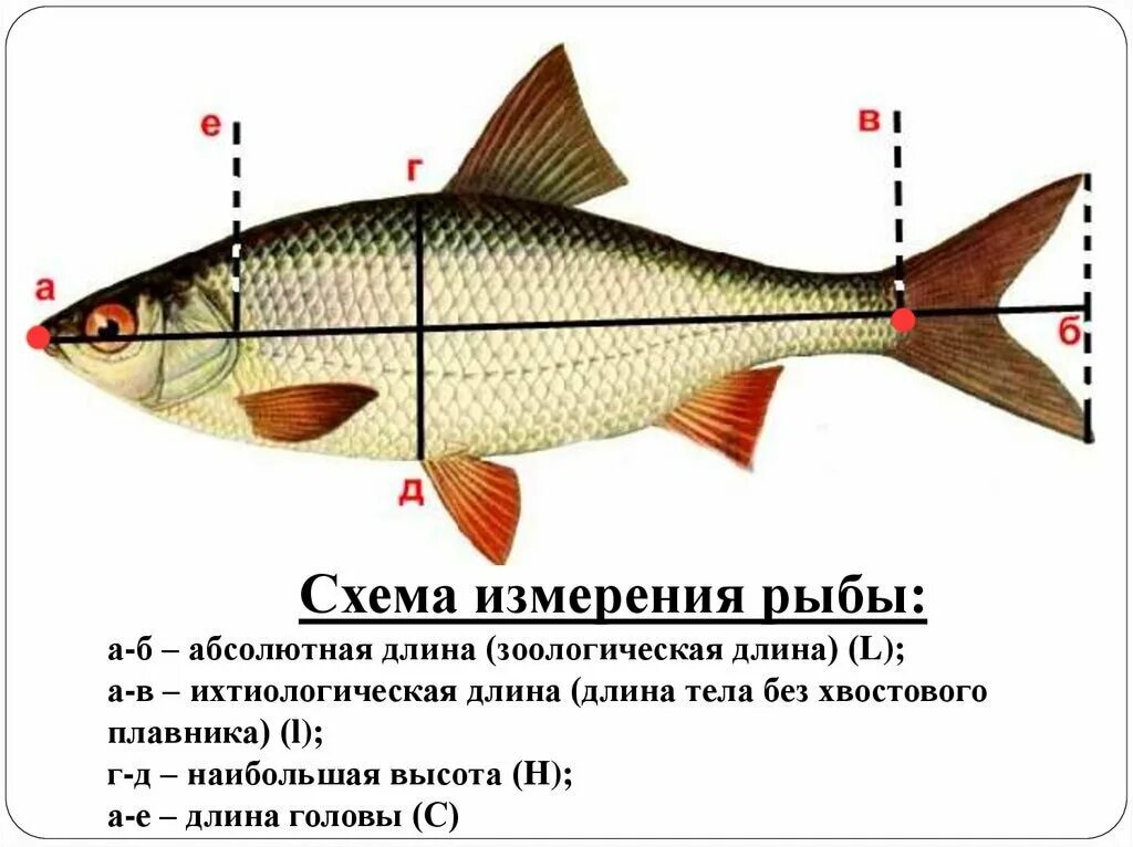 Схема измерения рыбы. Промысловый размер рыбы как измерить. Как измерить длину рыбы по новым правилам. Как правильно мерить рыбу по длине. Запрет на лов воблы