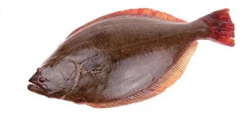 Морская рыба википедия