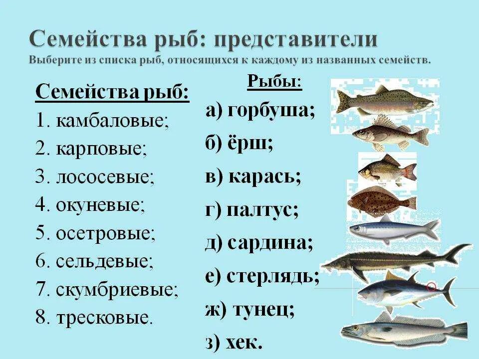 К какой группе относится треска