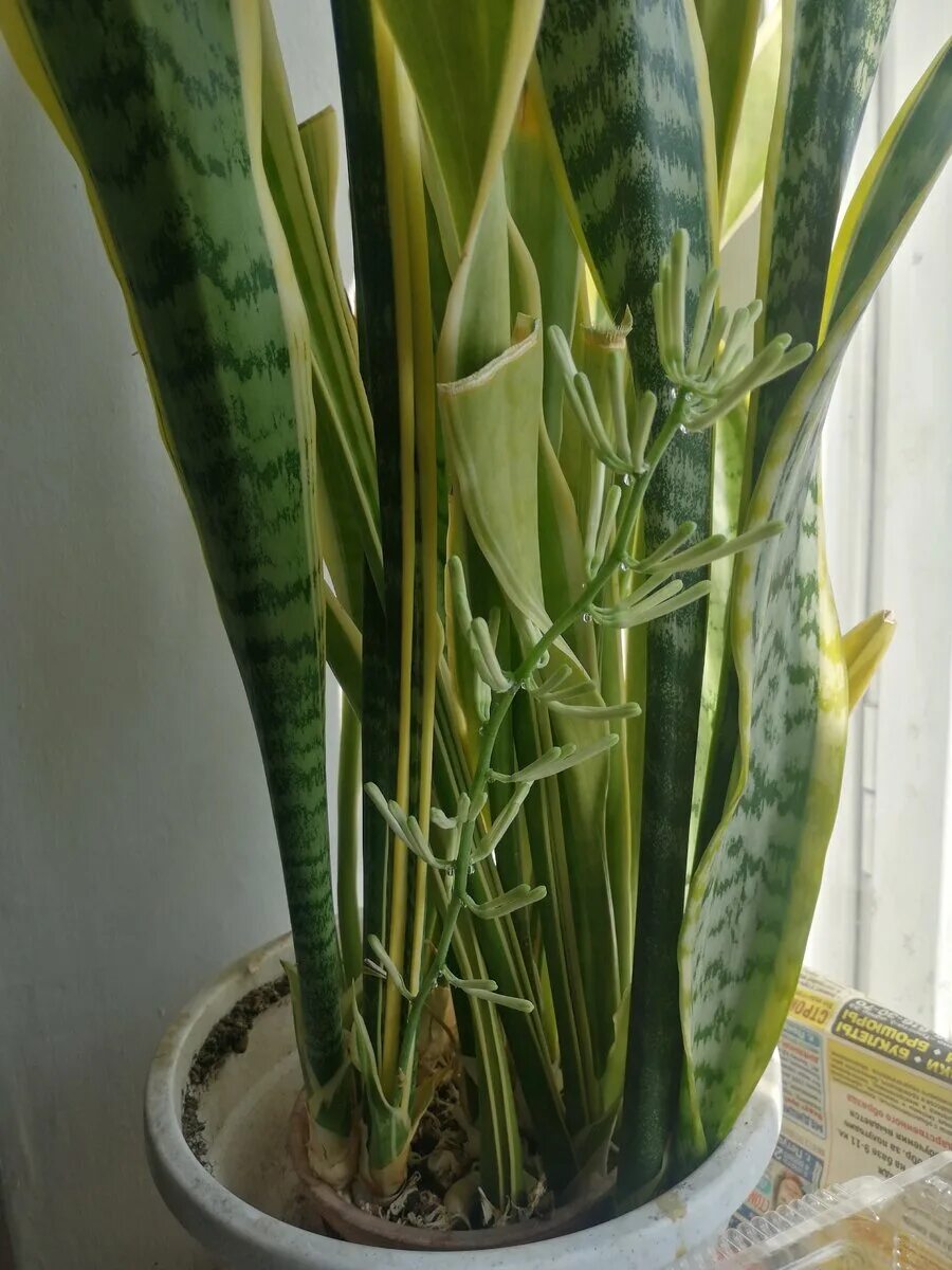 сансевиерия цветет. сансевиерия щучий хвост. сансевиерия щучий ханни цветет. щучий хвост цветок цветет. сансевиерия щучий хвост цветы.