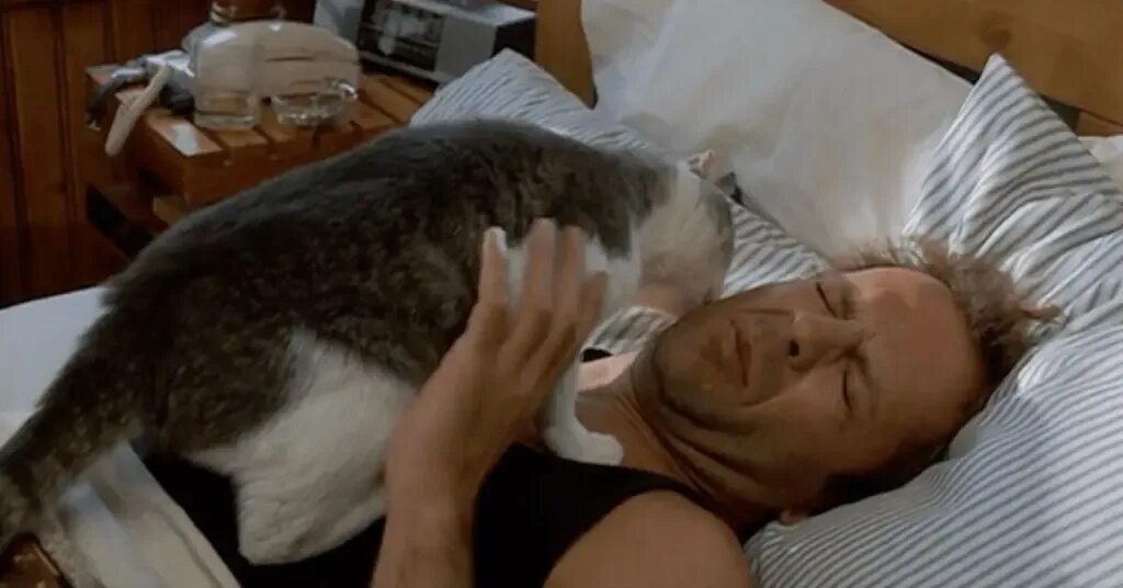 Кот будит хозяина. Разбудил кошку. Котик утро. Кошка будит хозяина. Хозяин просыпайся.