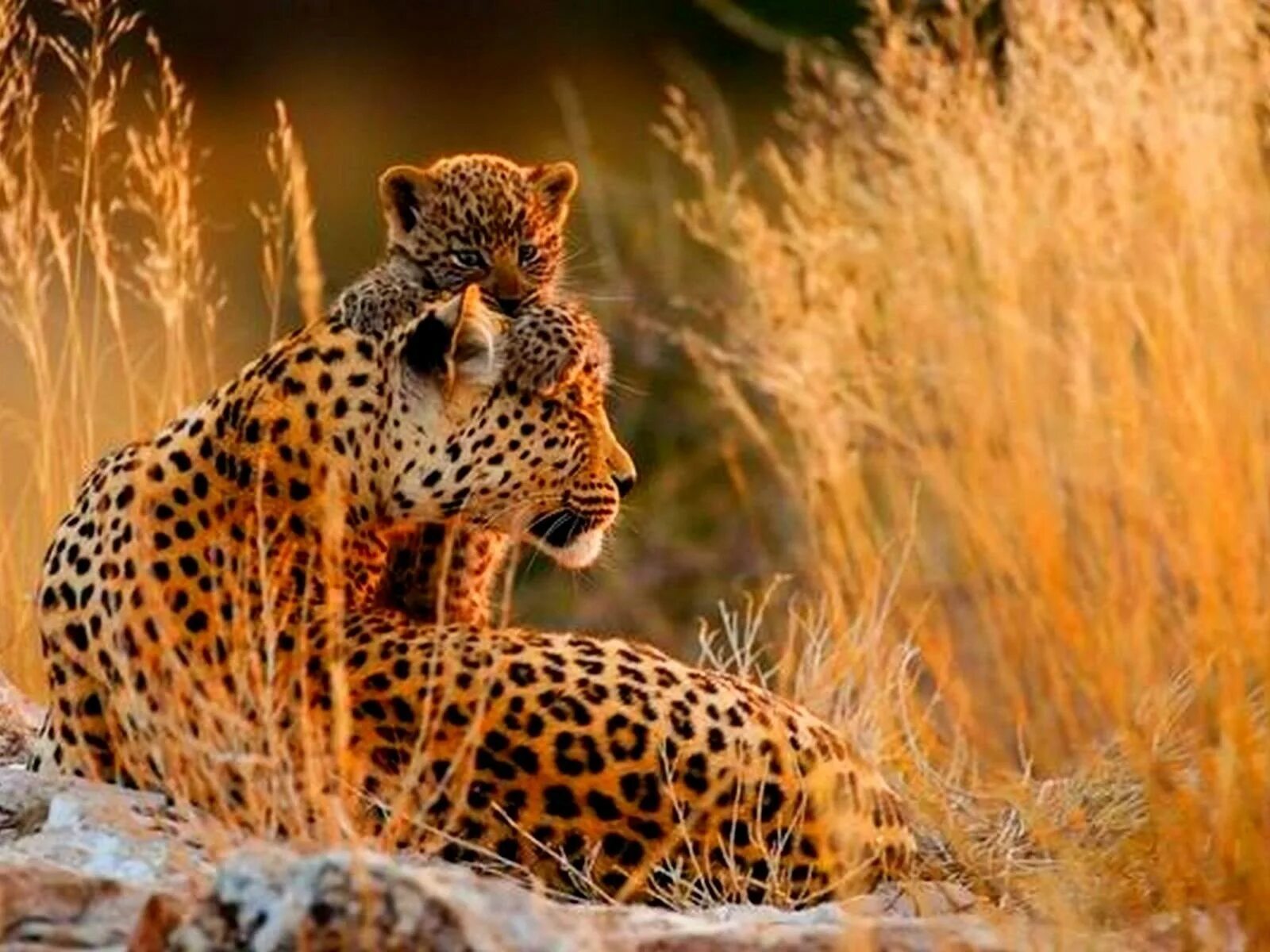 Леопард в саванне. Гепард в саванне. ЮАР гепард. Африка Саванна гепард. Дикие животные леопарды