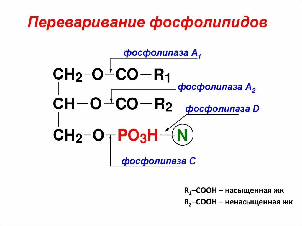 Фосфолипидов животных. Кислотный гидролиз фосфолипидов. ферментативный гидролиз фосфолипидов. переваривание фосфолипидов.