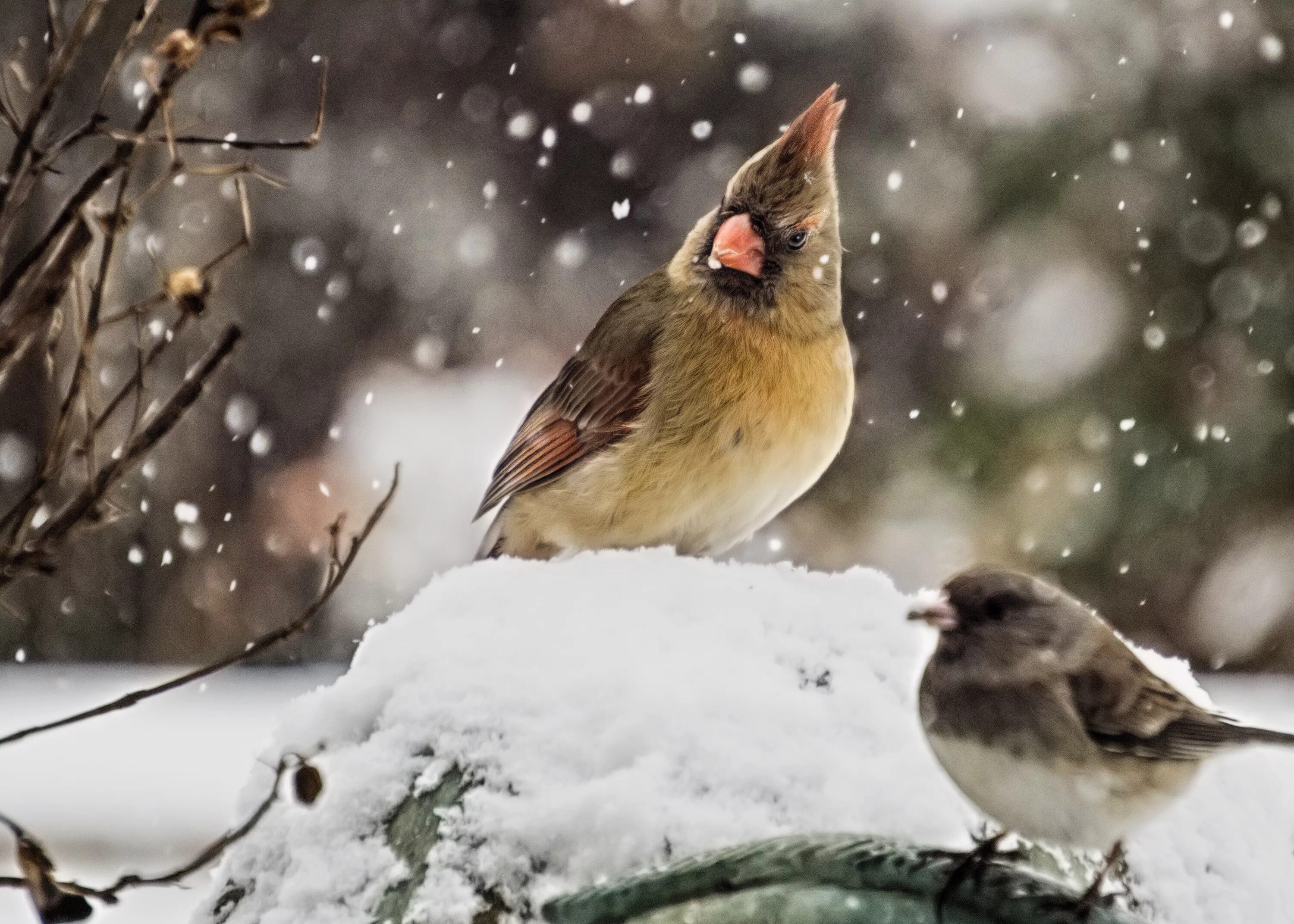 Птицы спали нахохлившись и опустив головы. Зима птицы. Птички на снегу. Птицы зимой. Птицы в зимнем лесу.
