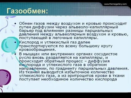 Газообмен между кровью и атмосферным воздухом происходит