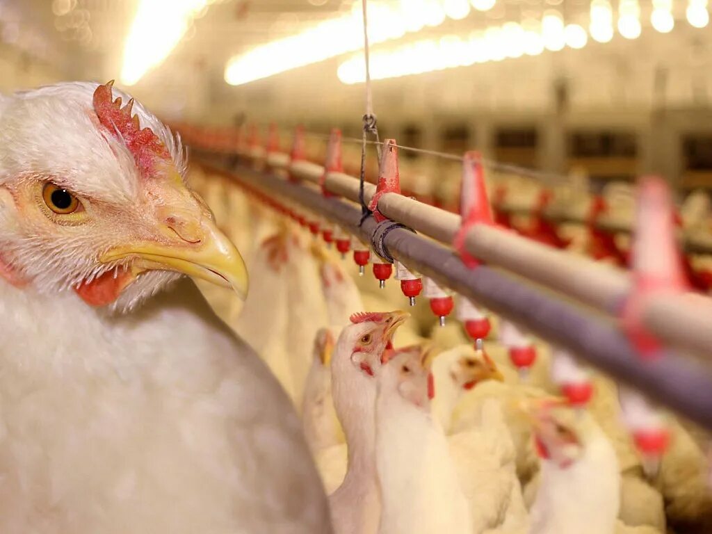Птицефабрика белоруссии птичники. Черкизово васильевская птицефабрика. Птицефабрика 20. Брюховецкий птицевод цыплята несушки. Алтайский бройлер птичники.