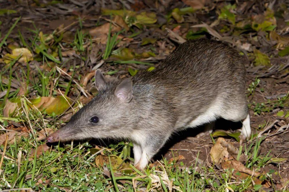 Грубошёрстный бандикут. Сумчатый барсук 8. Животные австралии сумчатый намбат. Австралийский бандикут. Сумчатый намбат.