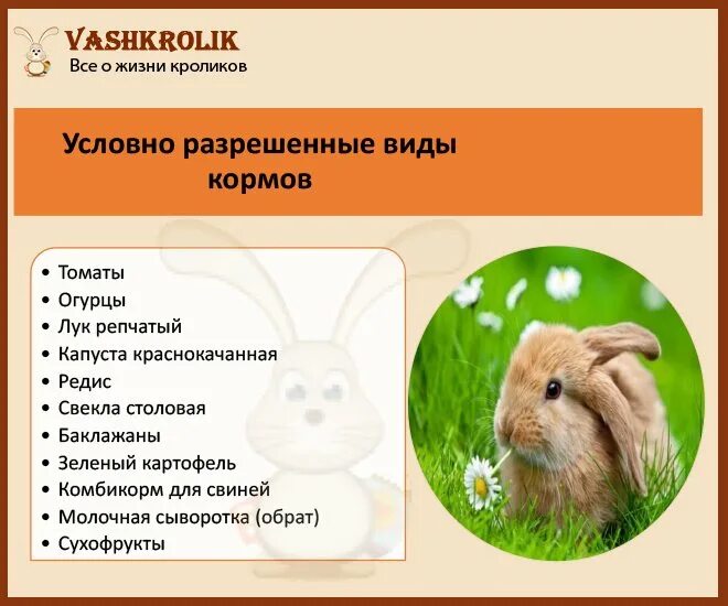 Что можно давать кроликам