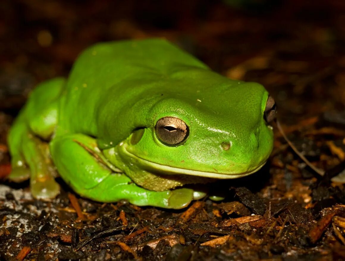 Лягушка спит. Лягушка во сне. Сонник жаба. К чему снится огромная жаба женщине. Гигантская жаба.