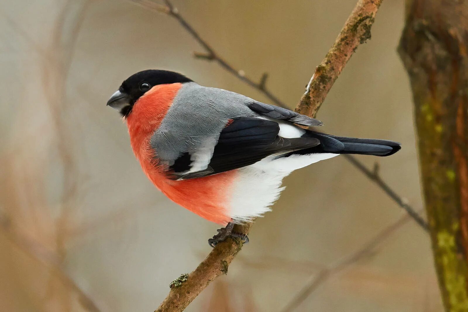 Уссурийский снегирь. Снегирь птица уссурийский. Дальневосточный снегирь. Тип снегиря. Дальневосточный снегирь.