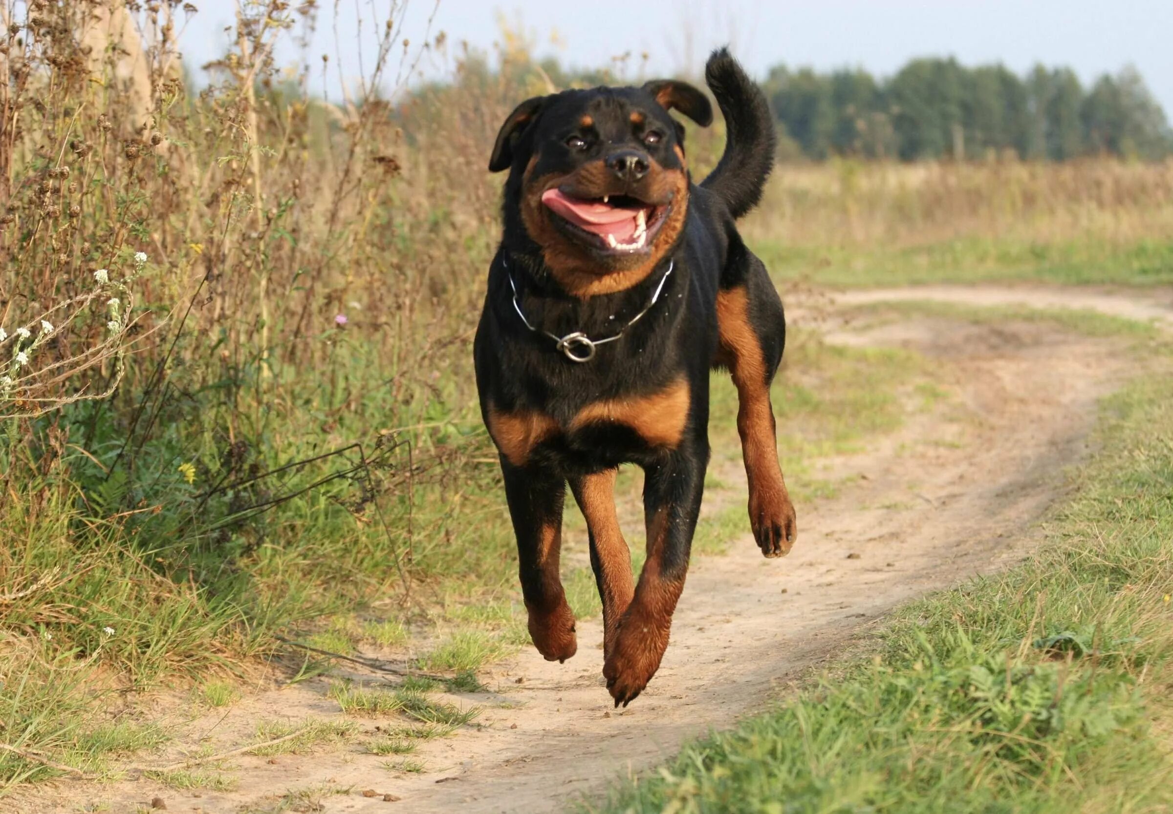 Ротвейлер бьюдель. Ротвейлер беги. Убегает от злой собаки. Злая собака. Злая собака бежит.
