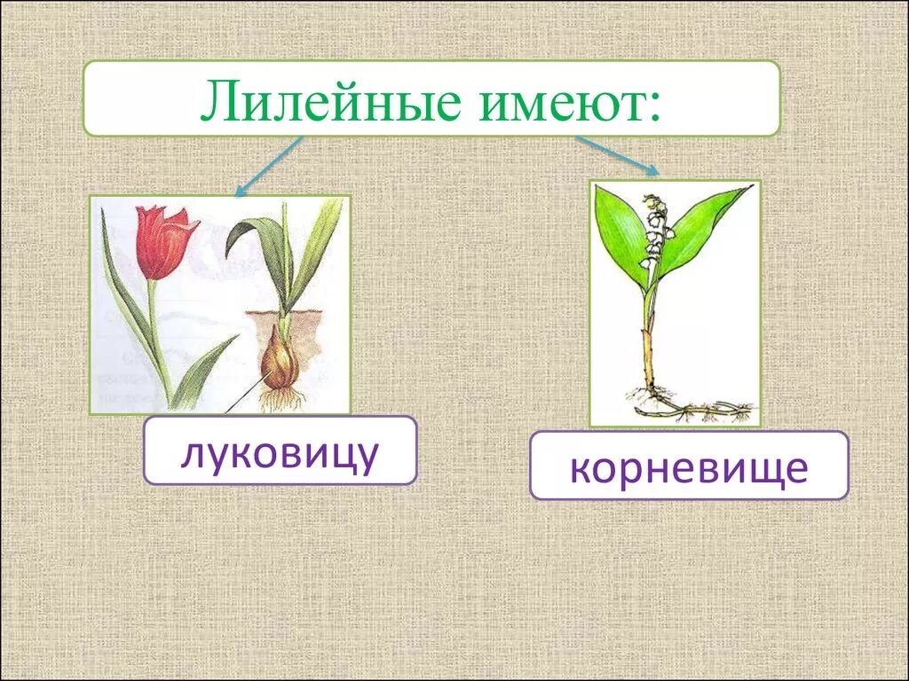 Растения семейства лилейных можно. Корневая система лилейных растений. Однодольные семейство Лилейные. Класс Однодольные семейство Лилейные плоды. Семейство Лилейные биология 6 класс.