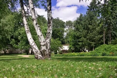 Сколько берез в парке