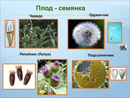 Сложноцветных семянка