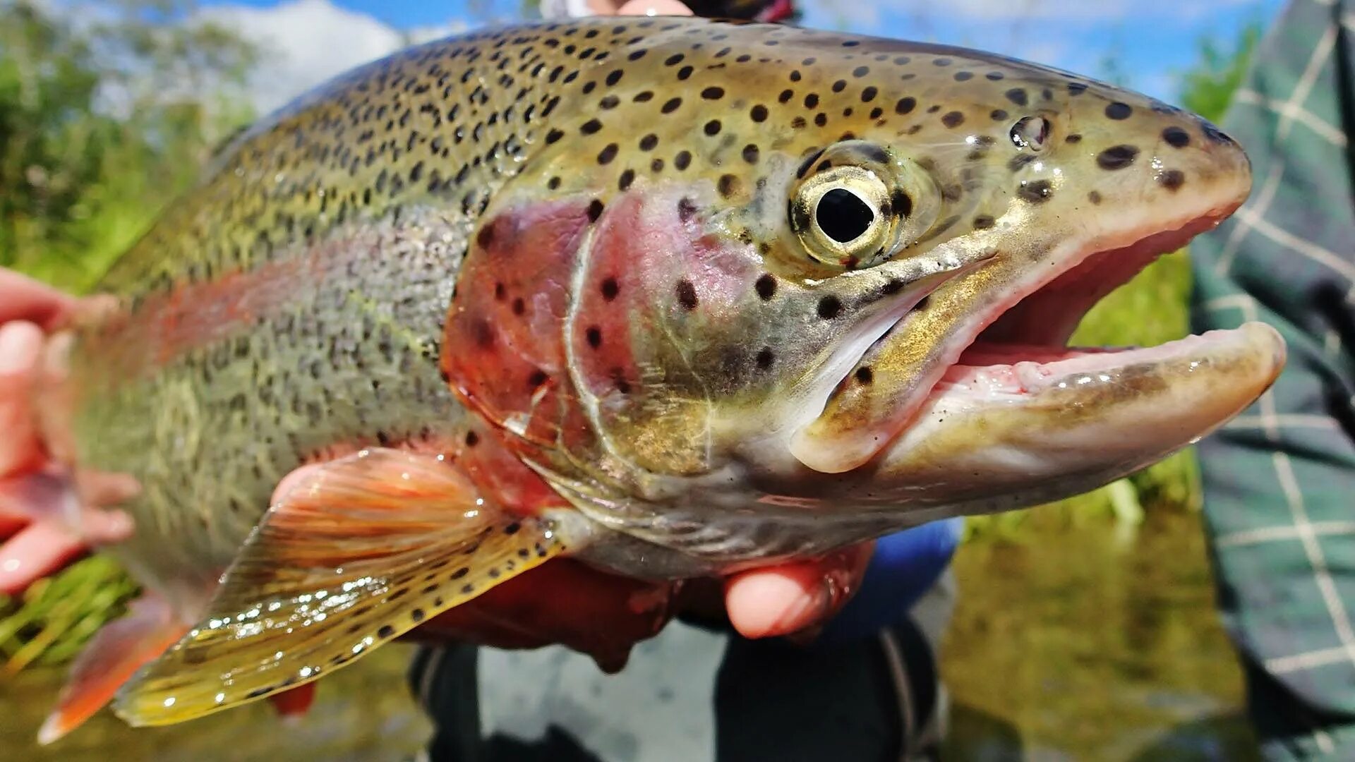 Троллинг кумжи. Рыба кумжа описание. Филе форели триплоид. Триплоид рыба. Форель триплоид мурманск.