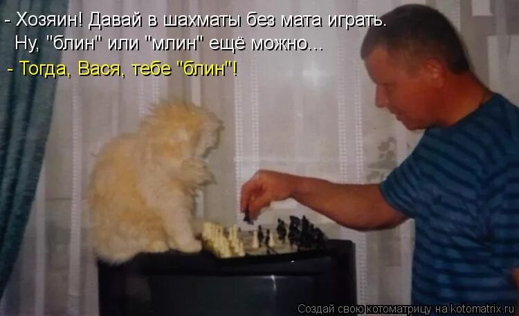 мемы с котами. мемы про котов. коты с надписями без матов. животные с матами. мемы с котами.