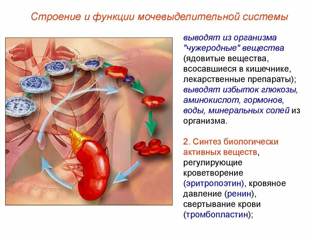 Выведение вещества из организма называется