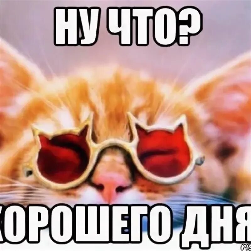 Мой день мем котики Violence Cats Stupid funny memes, Cat memes, Funny animals