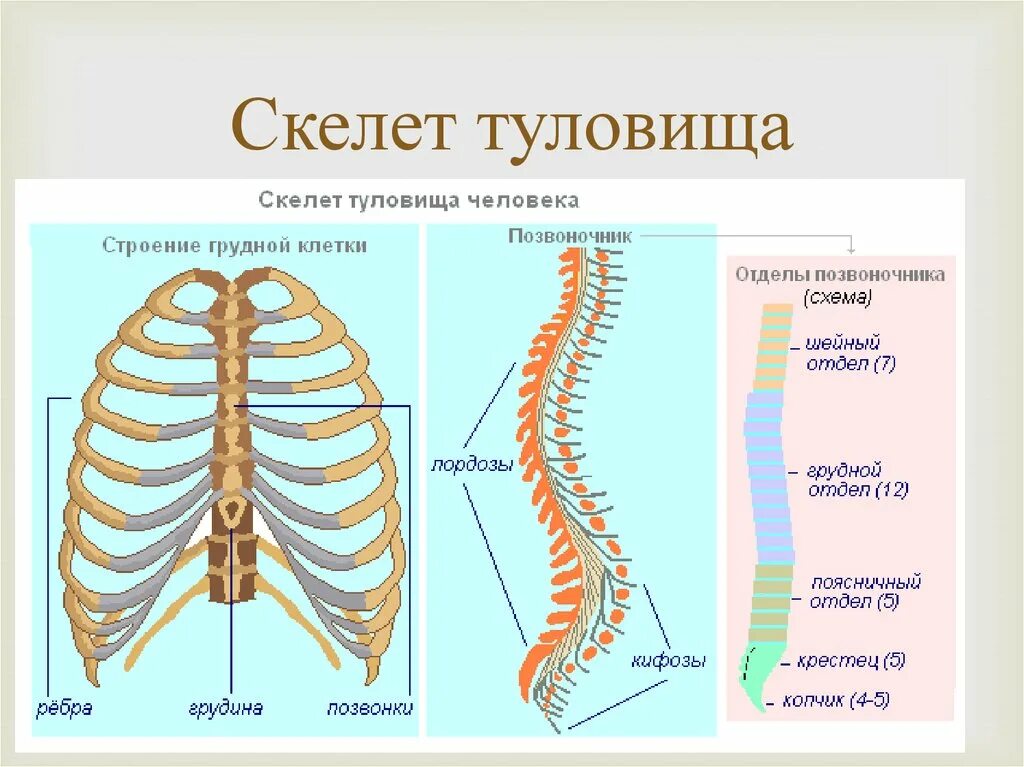 Скелет туловища видеоурок. Скелет туловища позвоночный столб и грудная клетка. схема отдела скелета туловища. строение скелета туловища позвоночник. строение скелета туловища позвоночный столб и грудная клетка.