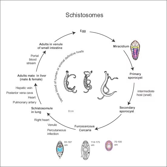 Схема жизненного цикла Schistosoma haematobium. Schistosoma japonicum жизненный цикл. Цикл развития шистосомы. Жизненный цикл шистосомы схема.
