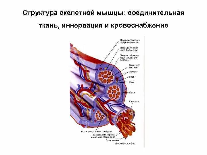 Соединительная мышца. Скелетные мышцы, их строение, кровоснабжение и иннервация.. Кровоснабжение и иннервация скелетной мышечной ткани. Особенности кровотока в скелетных мышцах. Кровоснабжение и иннервация скелетной мышцы.