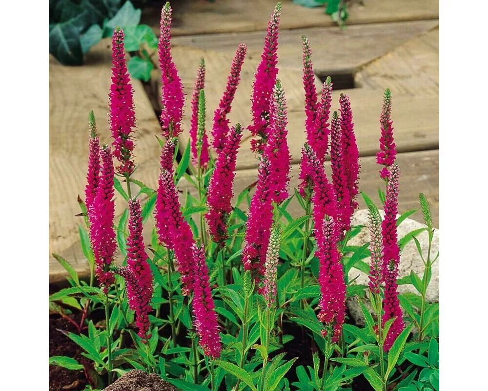 Вероника колосковая пинк фрост. Veronica red. Вероника колосковая ротфучс. Вербейник ротфукс. Вероника red fox.