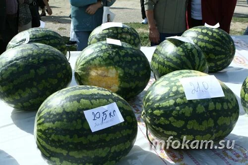 Арбузы волгоградской области. Волгоградские арбузы. Китайский Арбуз. Сорта арбузов в Камышине. Спорта волгоградских арбузов.