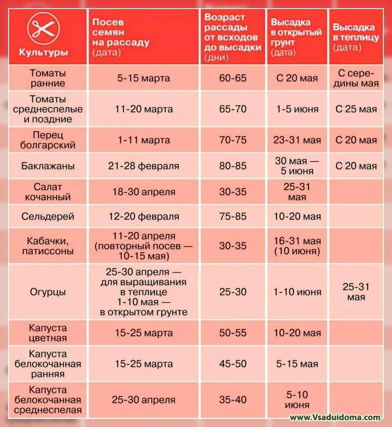 Дата посева рассады 2025. Таблица посадки рассады. сроки посева семян. сроки посева семян на рассаду. таблица посадки семян на рассаду.