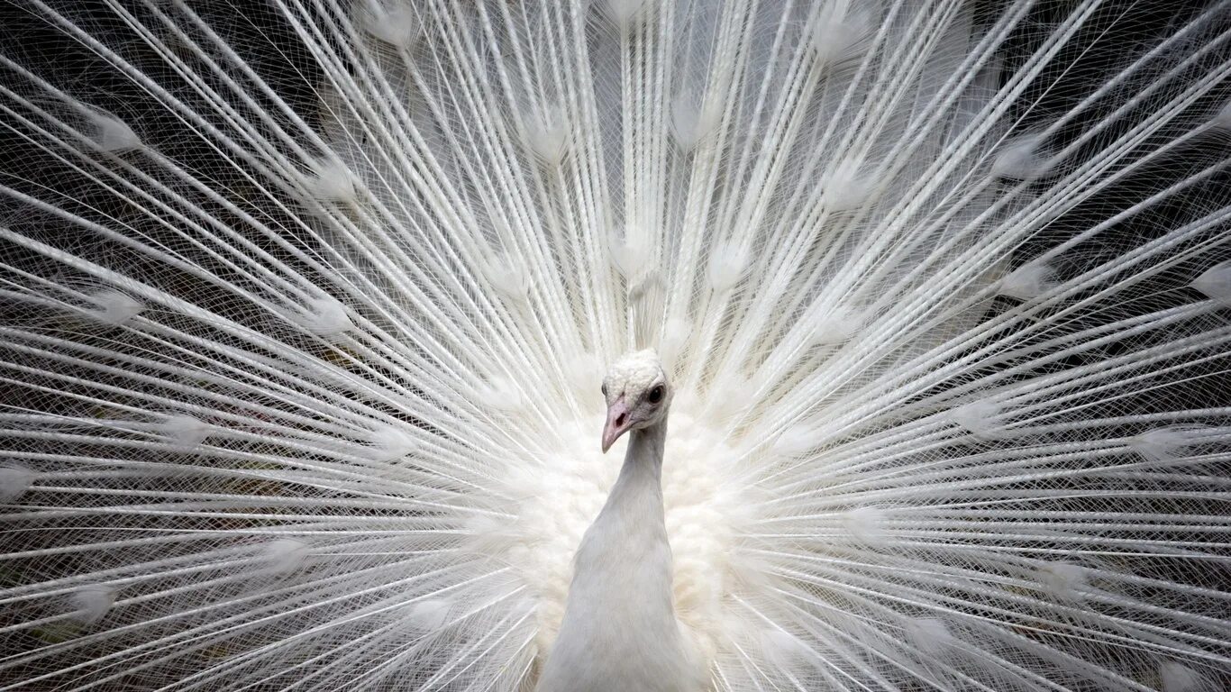 Feathering his own. White Peacock. Белый Павлин абстракция. Белый Павлин стих.